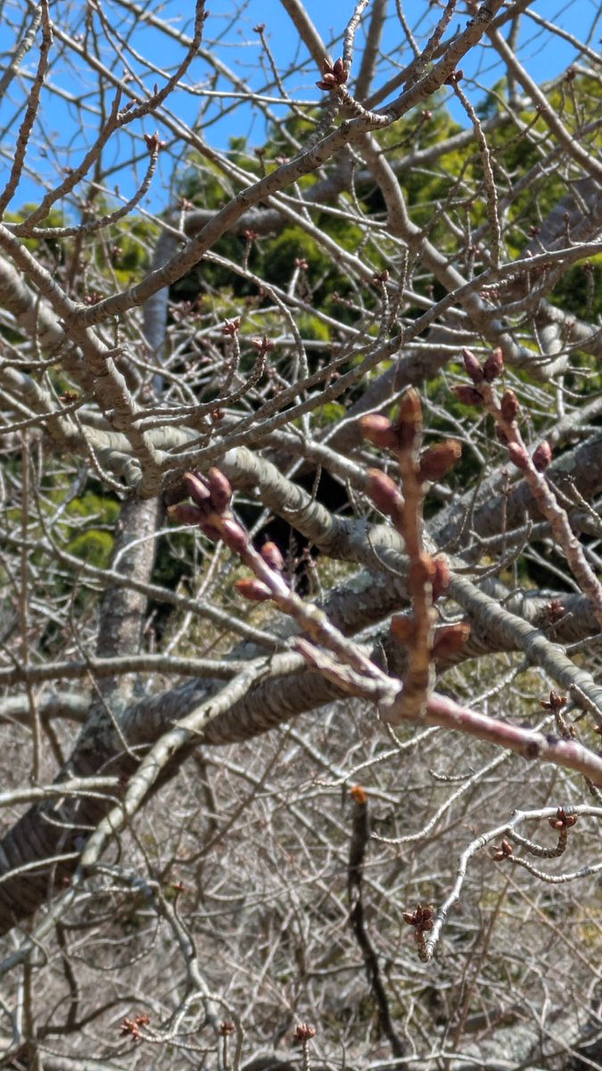 言乃葉まにょん tweet media