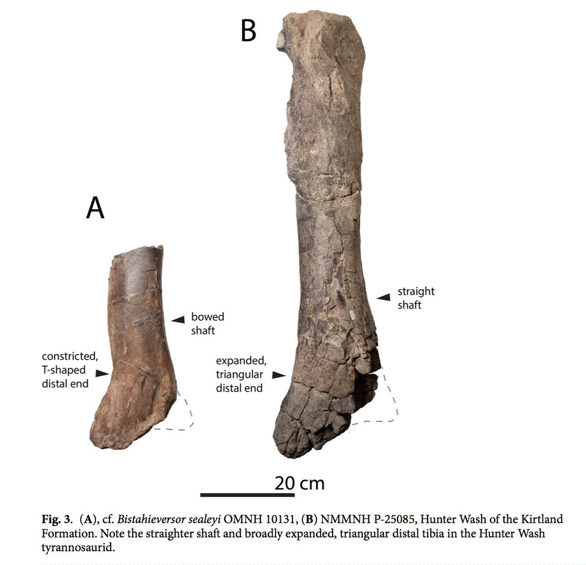 theropod tweet media