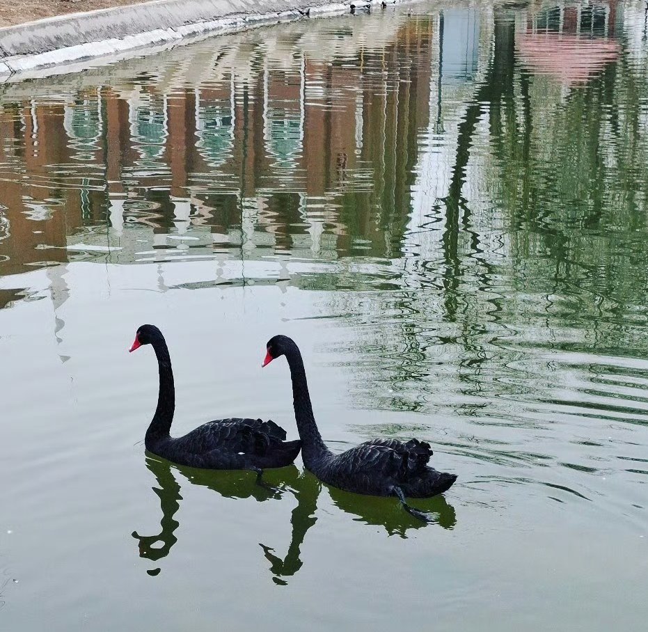 白天鹅招正财，黑天鹅利偏财。见到黑天鹅不要无视，最近你要有偏财上门，赞转接偏财！