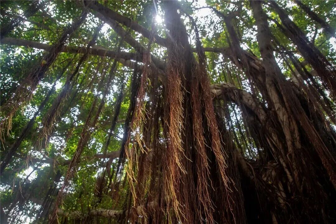 thisisGBA's tweet image. #Ecology | In a coastal city where salty soil and rapid growth make old trees a rarity, #Shantou’s 1,222 ancient giants are more than just nature—they are living monuments. 🌳🌊

From a 1,200-year-old bishop wood tree planted in the Tang Dynasty to the "Five Banyans" of the