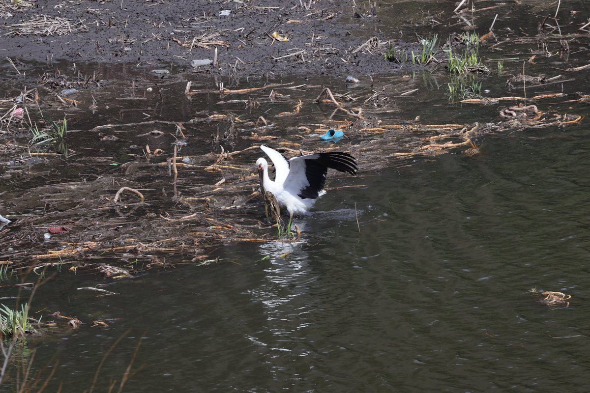 hunaho0274's tweet photo. 260314 須磨区某池のコウノトリ
天気も良く昨日1羽いたとの情報を見たので、ダメもとで行ってきました。
#J0922 が池でポツンと餌取中!!
気づいてない人も多いですがカメラで撮っていたら気づいて池を見ている人が増えました。
カエル食べたら満足したようで動かなくなったので終了。
CANON EOS R5 + RF100-500mm f4.5-7.1 l is usm +5Ax2
#5Ax #兵庫県 #こうのとり #コウノトリ #鸛 #須磨区