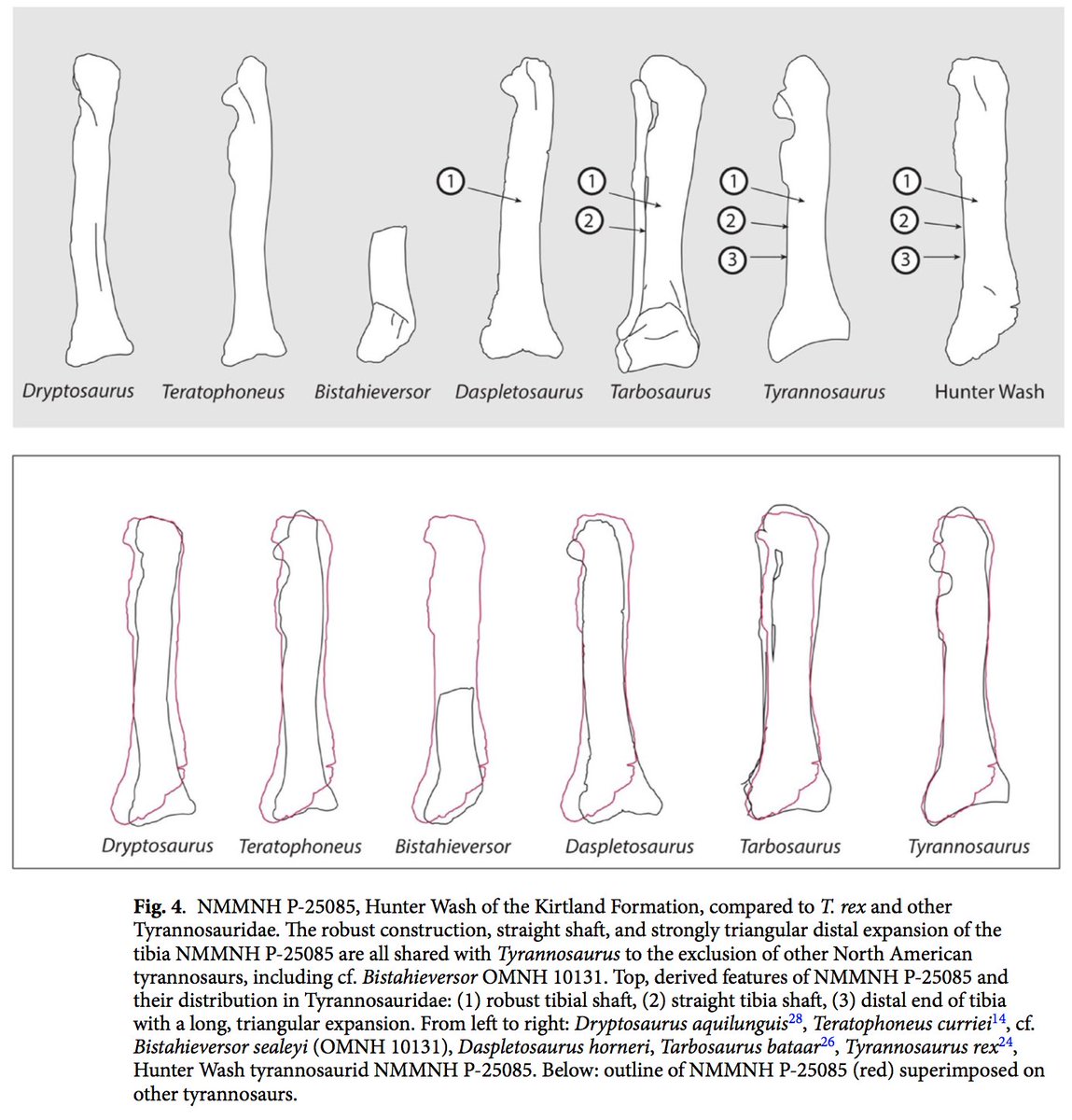 theropod tweet media