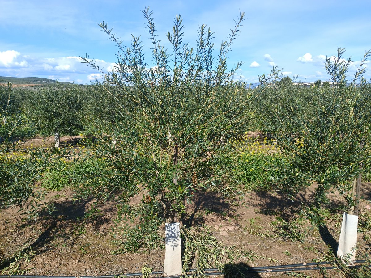 #AgropopularGasóleo
Buenos días desde #Linares.
Poda de formación en la parcela de #olivarenseto de variedad #coriana🫒.
#ElCampoNoPara, mientras  sigue la subida imparable de gasóleo(+0.60€/l desde el inicio de la guerra) y fertilizantes, ahogando nuestra economía.
#México