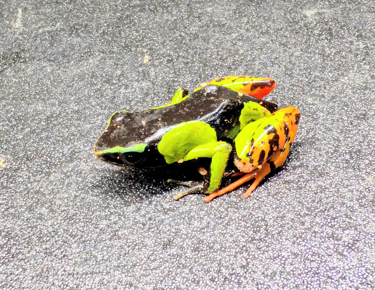 BUG.st(即売会でのリクエスト受付中) tweet media