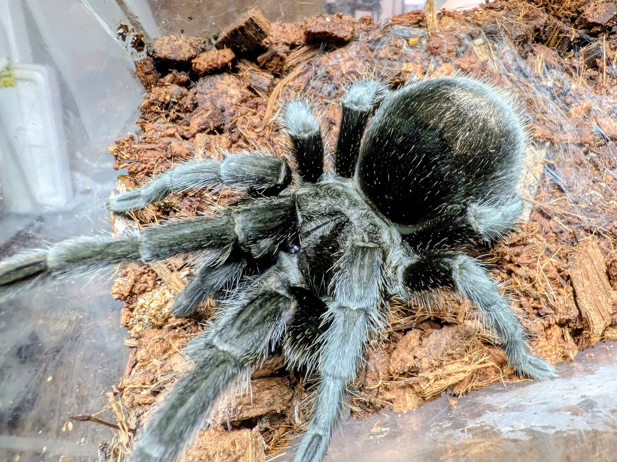 BUG.st(即売会でのリクエスト受付中) tweet media