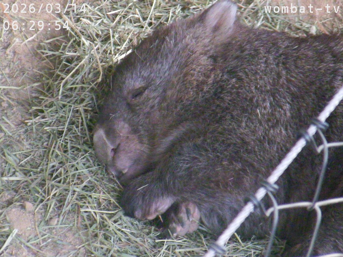 今日のフクちゃん🐻‍②
2026.3.14

【バブ👶フクちゃん】

 #五月山動物園 
 #satsukiyamadayzoo 
 #ウォンバット 
 #wombat 
 #wombattv 
 #フクちゃん 
 #フク