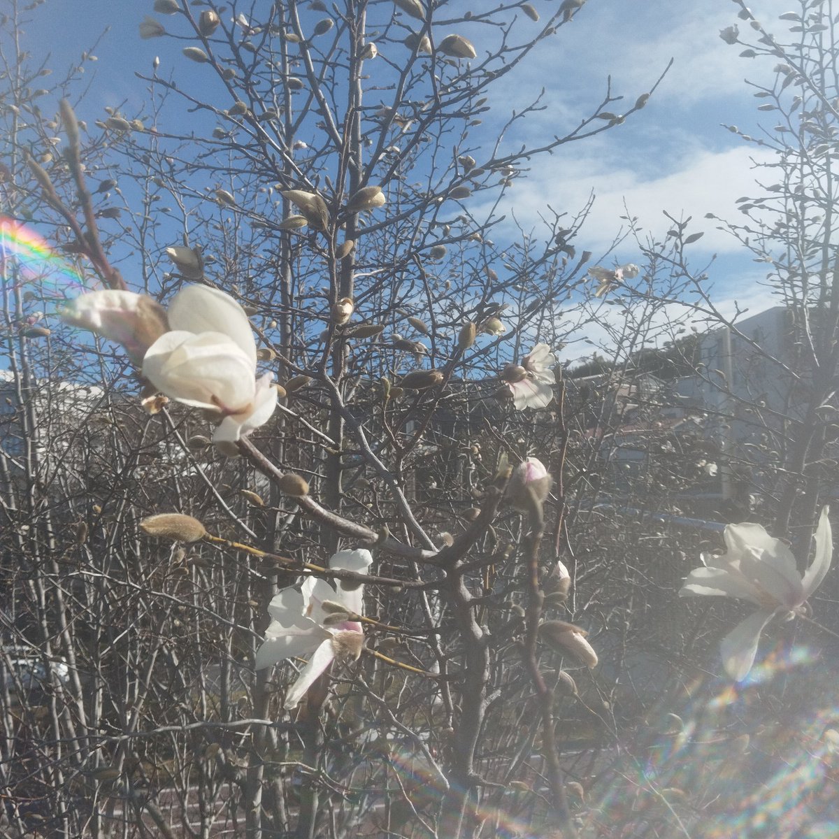 hito_hon_tabi's tweet photo. 毎年この時期に咲く白木蓮。歩道橋の上から同じ目線で。ときに蕾のうちに鳥たちに食べられてしまうことを思うと、当たり前のように毎年咲けるわけではなく、当たり前は当たり前ではないと、教えてくれる大事な友達です。今年も会えたね。 https://t.co/kRevAjLUNj
