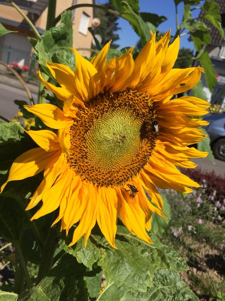 Andreas Carduck tweet media