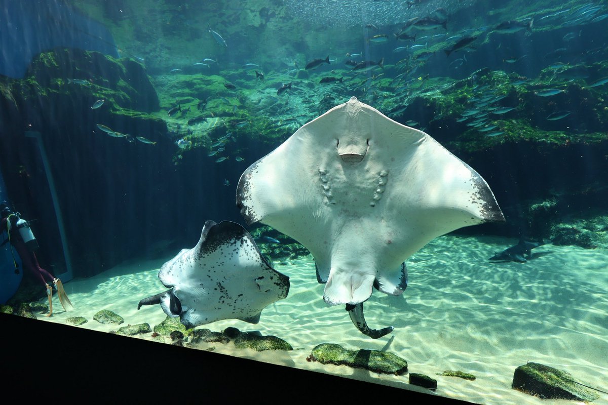 あとはウシエイの方が全体的に鋭いシルエットをしているように見える。

両者かなり似てるけど同じ水槽で並べてみるとかなり違って見えてくる。多分裏側から見たら1番わかりやすい｡