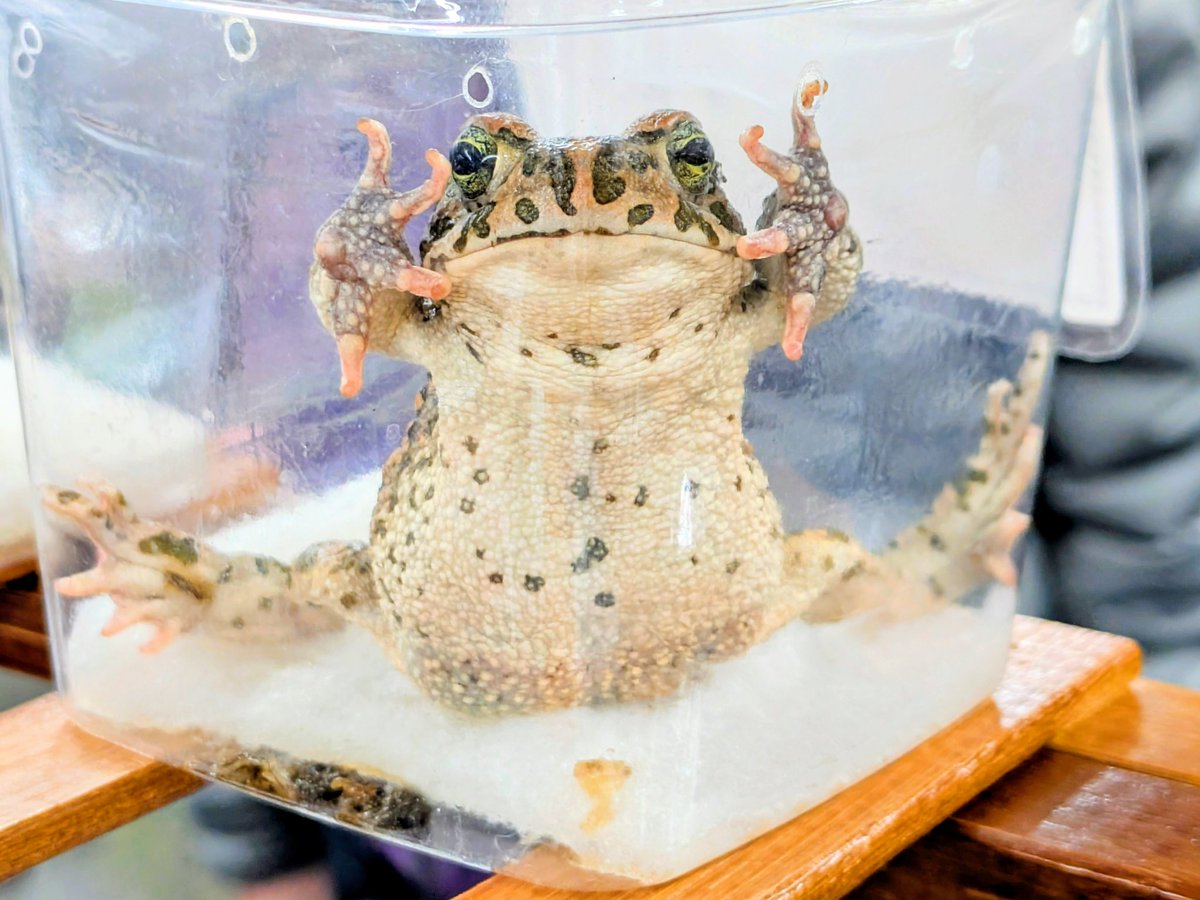 BUG.st(即売会でのリクエスト受付中) tweet media