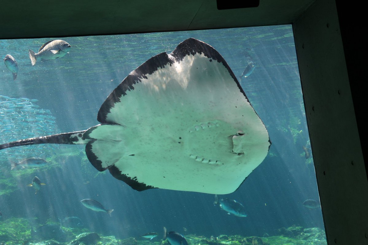 G-ノコ tweet media