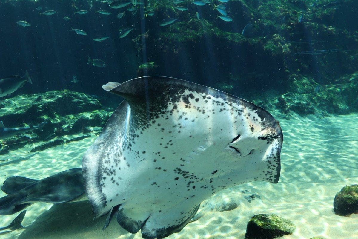 G-ノコ tweet media