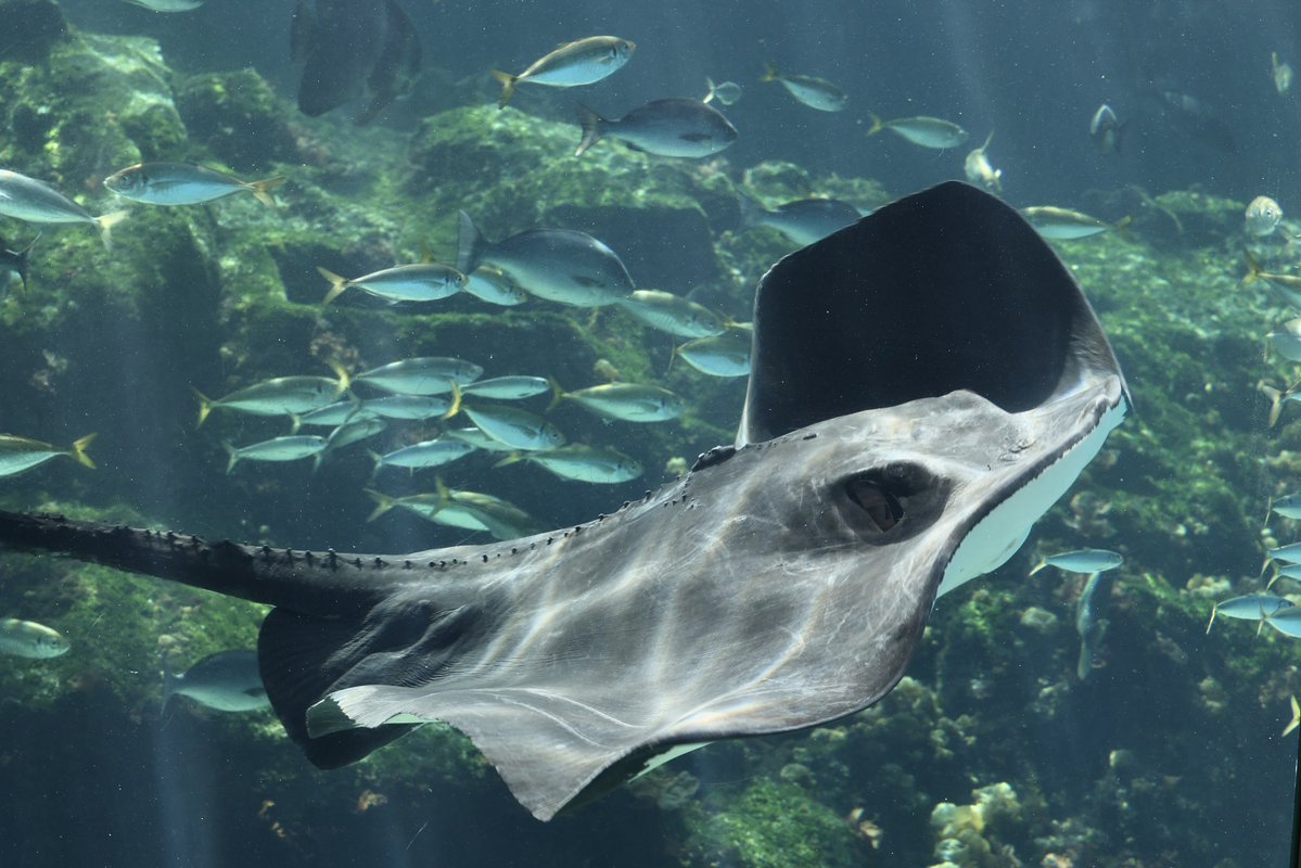 G-ノコ tweet media