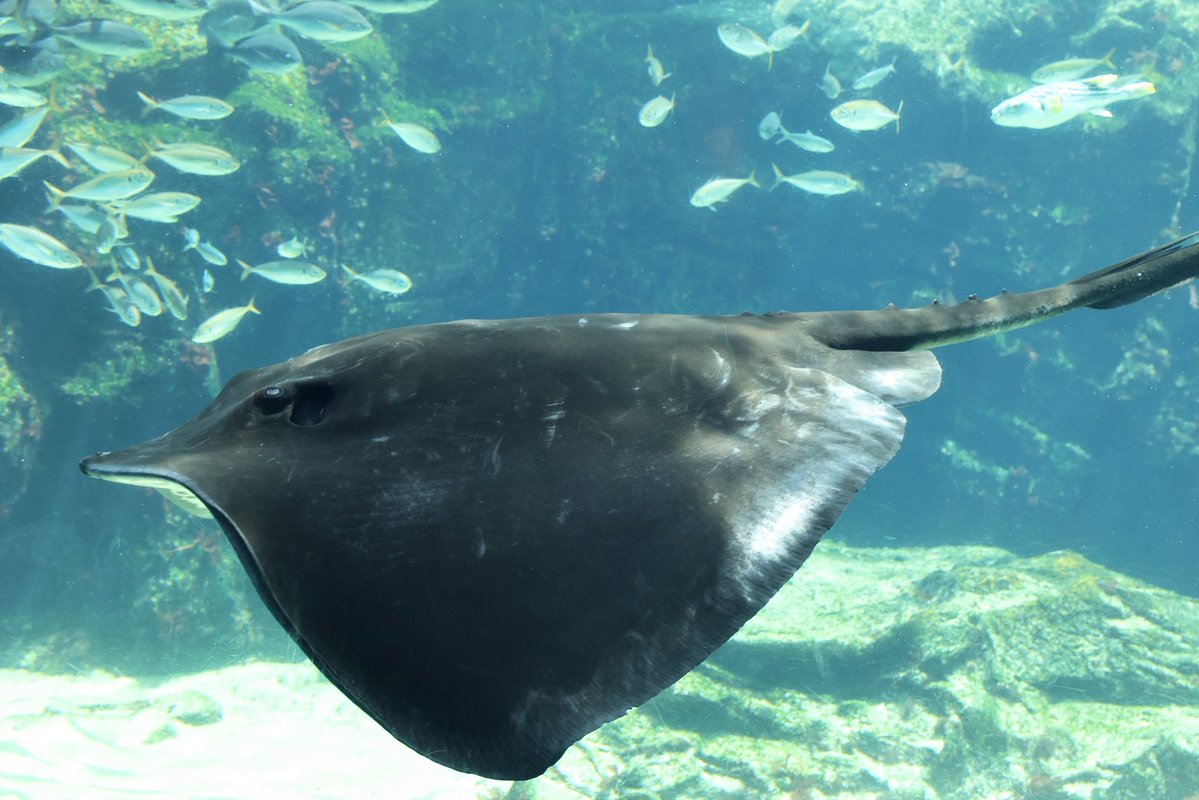 G-ノコ tweet media