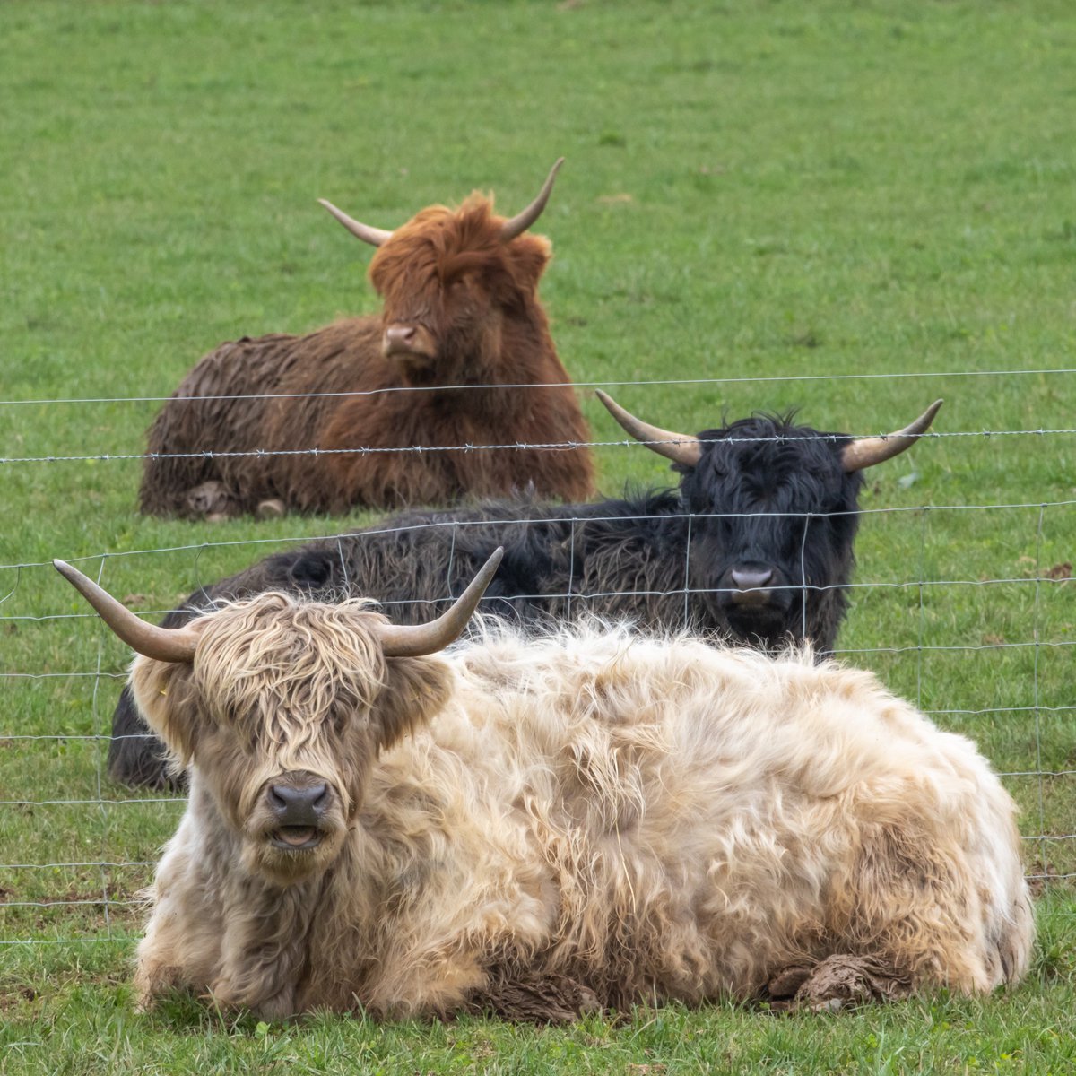 Ktuck_79's tweet image. Happy Saturday, my lovely phone friends! 

#SquareCropSaturday rolls around again so it’s time to dig into your archives and find us a #Square.

I’ve been super quiet this week, barely been on here, which isn’t always a bad thing!

Farm duty for me today, lambing has started so
