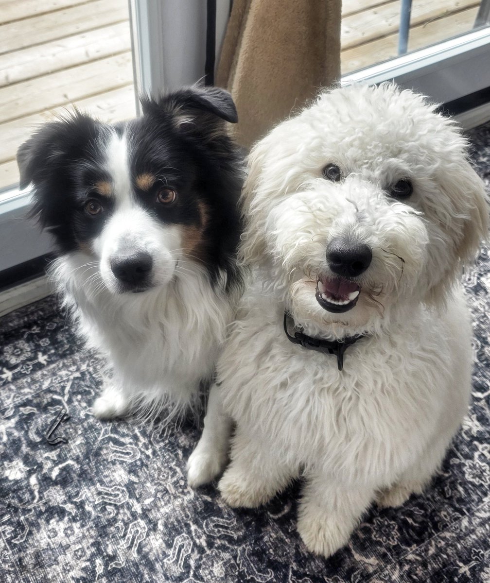 WalkinDogwalk's tweet photo. We had another wonderful week with these beautiful #posingpups !
❤️🥰🌞🐶🐕❤️🐾
#Saturdaysocial #walkinthedog https://t.co/AjVbKJeG21