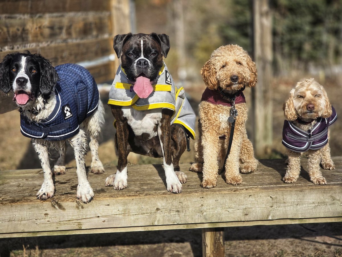 WalkinDogwalk's tweet photo. We had another wonderful week with these beautiful #posingpups !
❤️🥰🌞🐶🐕❤️🐾
#Saturdaysocial #walkinthedog https://t.co/AjVbKJeG21