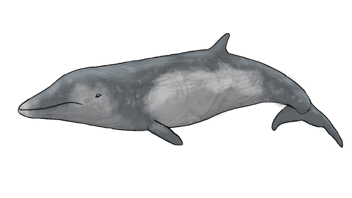 Shamu (COMMISSIONS OPEN) tweet media