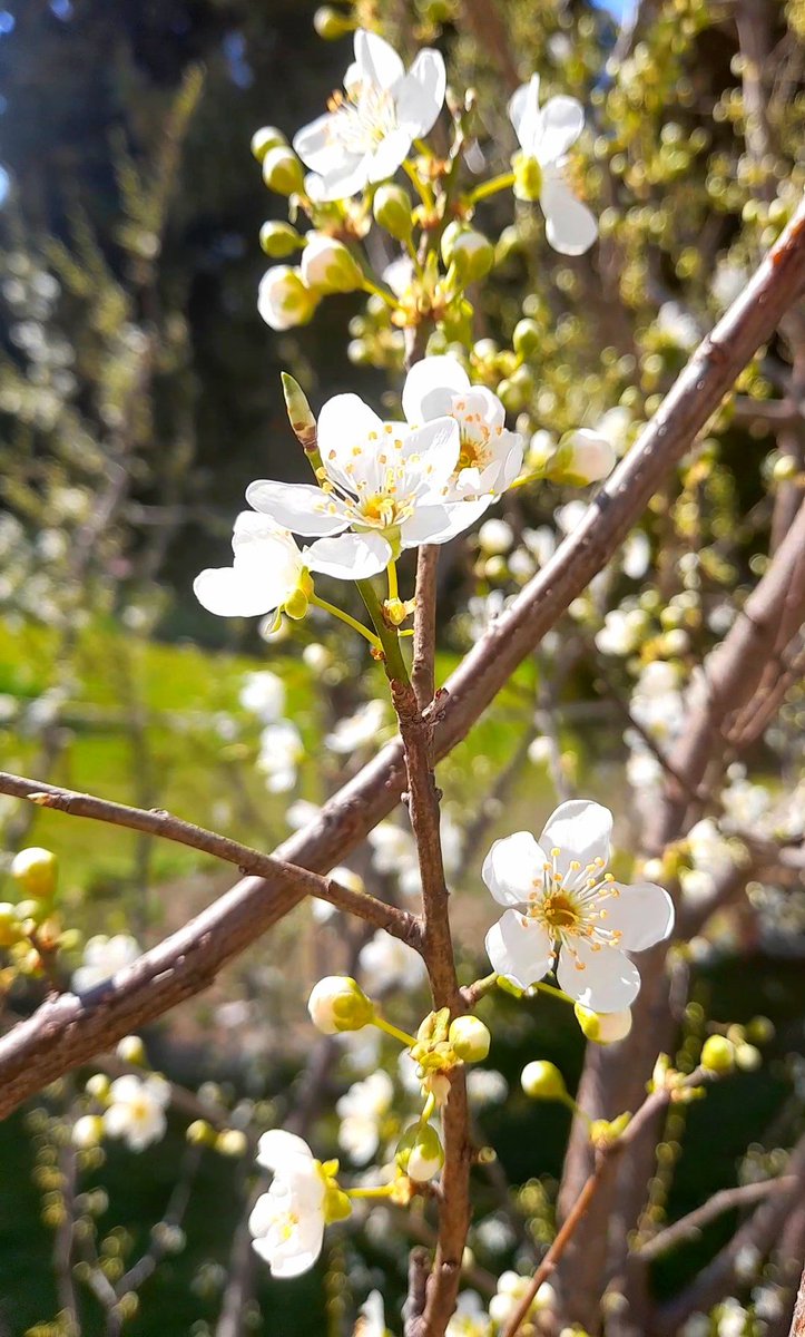 Sonra güzel şeyler çıkar karşına, umutların da çiçeklenir..
Günaydınlar..🌸