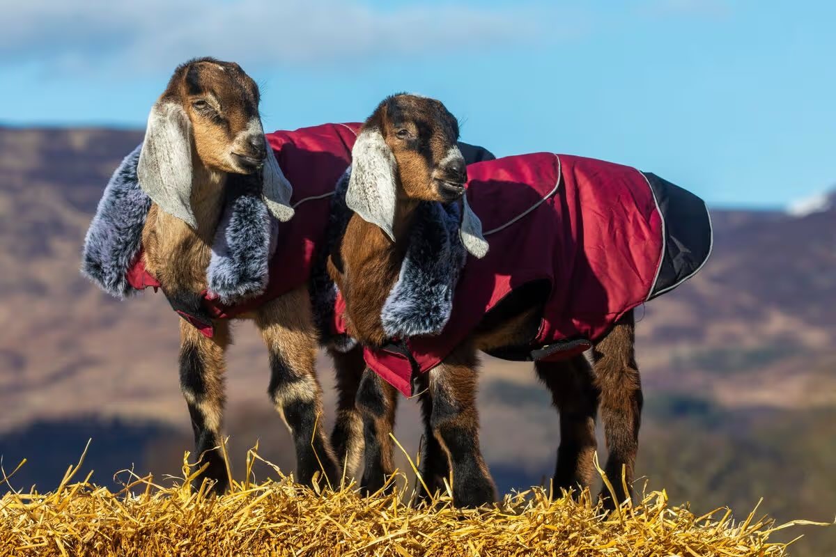 ARROWSMITH🏴󠁧󠁢󠁳󠁣󠁴󠁿 tweet media