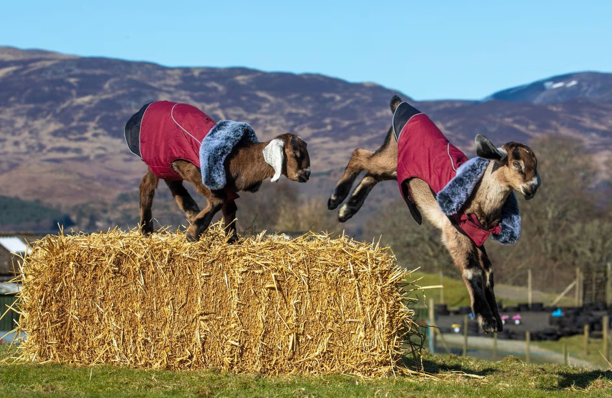 ARROWSMITH🏴󠁧󠁢󠁳󠁣󠁴󠁿 tweet media