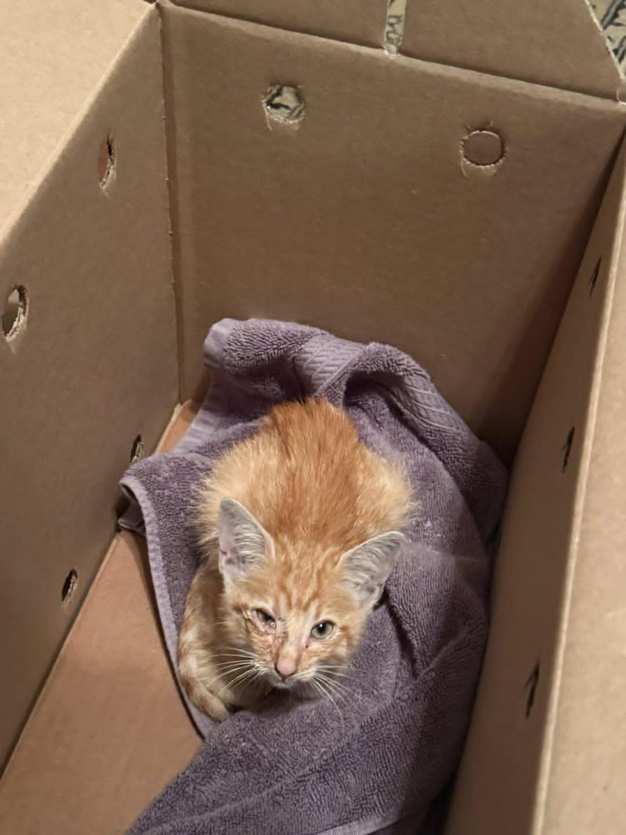 Sara Mary ⭐❤️ tweet media