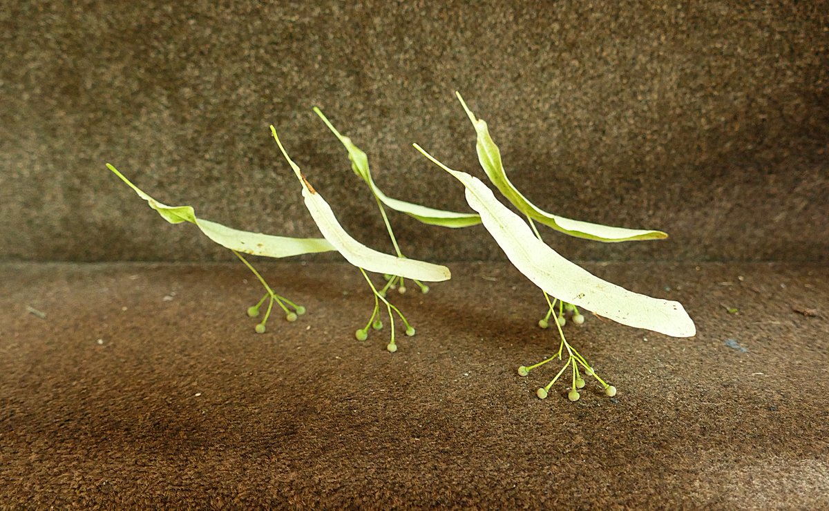 Steve Caple tweet media