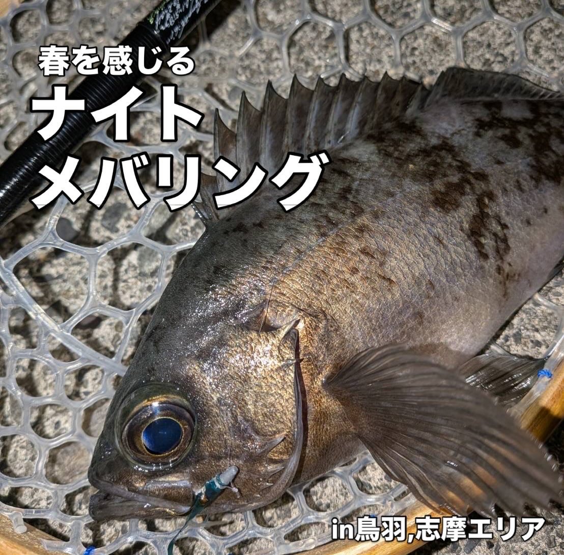linebreakMie's tweet photo. お久しぶりです！

サークル員による釣果。
最近、メバリングが好調で��🔥 https://t.co/o9qfiILkJd