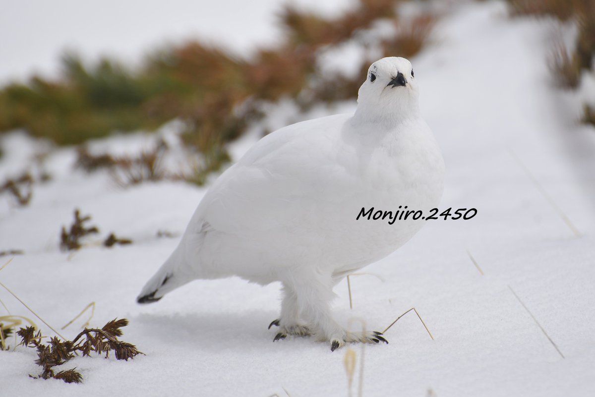 メスライチョウは真っ白🐦 
オスよりも換羽が少し遅いから まだ真っ白　本当に美しい💫