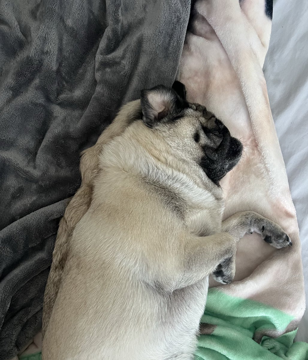 ミニブタのあぽこちぃ tweet media