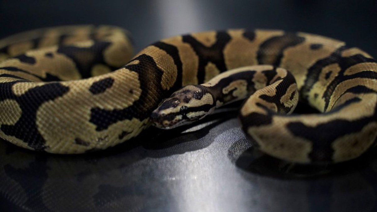 Side-B Collection tweet media