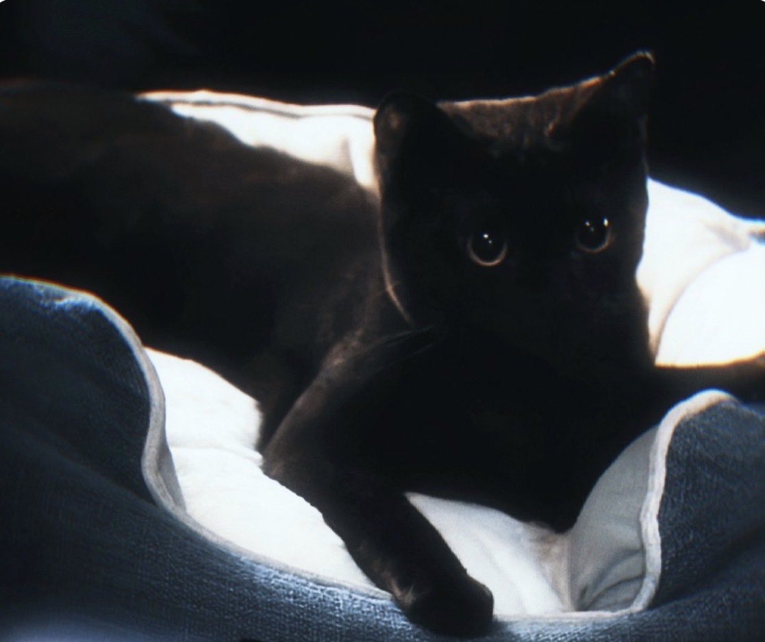 uininomom's tweet photo. Black cats are the mysterious ones in the family that everyone assumes are intimidating, but in reality they’re just slightly odd, gothic little creatures
One is my brooding, dark-haired brother, Pěi Sù. The other is a black cat who thinks he's royalty.
#JITD
©︎owner https://t.co/rpQVP61zTt