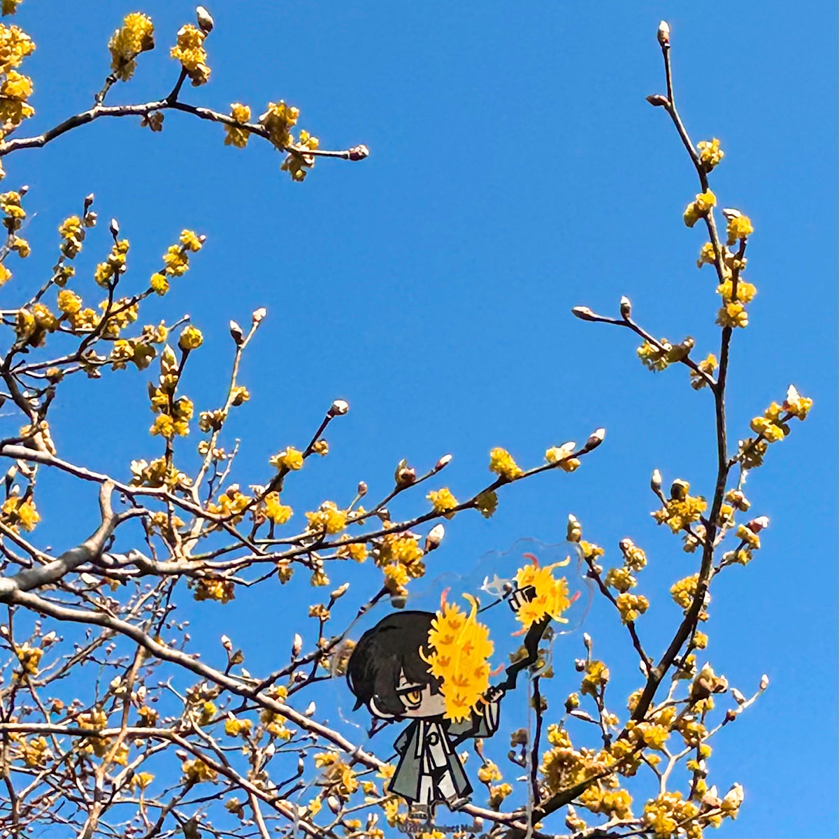 今年も壇香梅眺めてきました