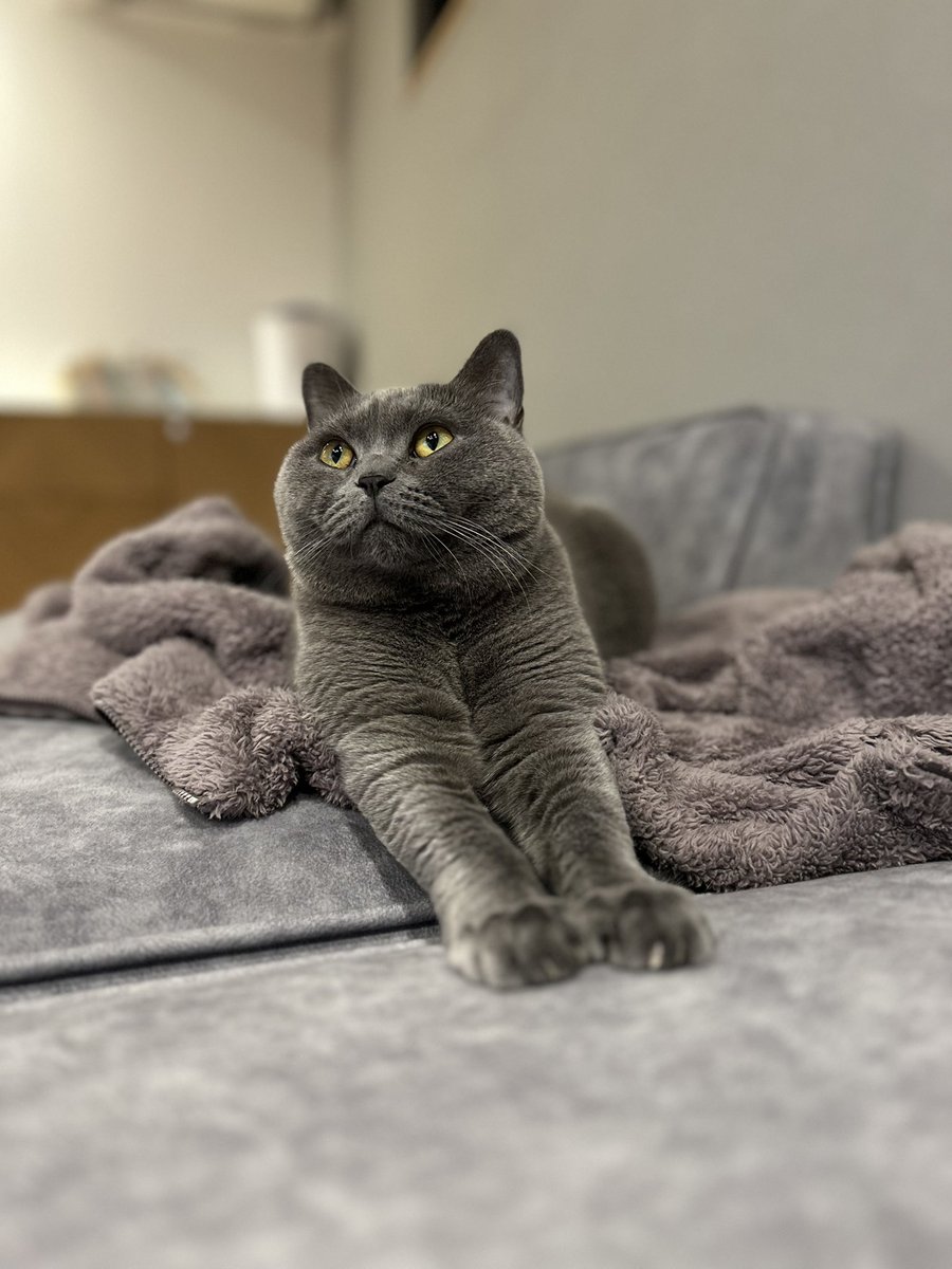 グリとグラとジル🐾 tweet media