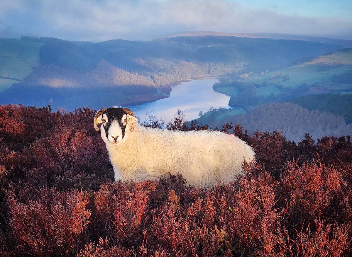 Robbledo tweet media