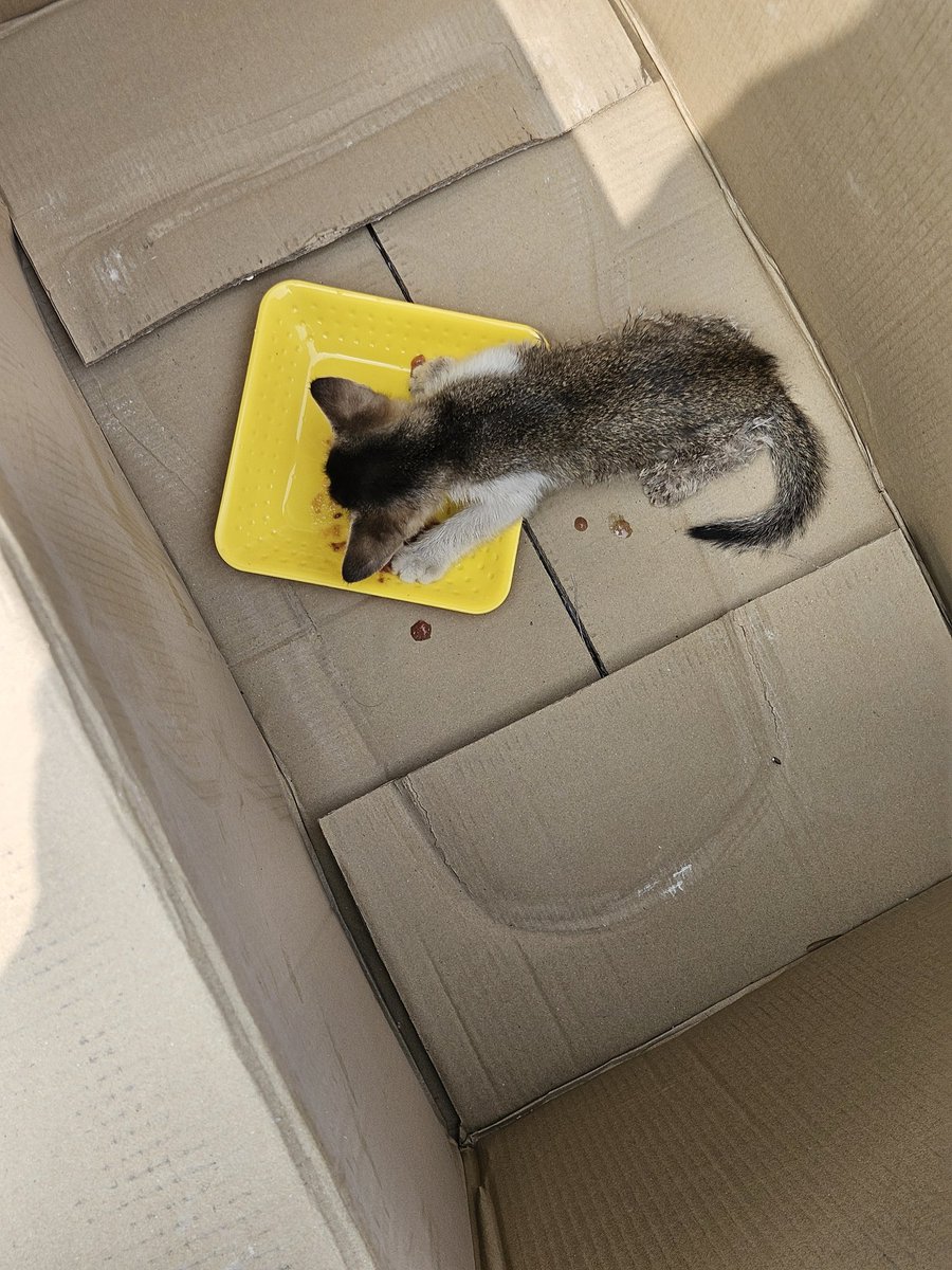 Dr Watson tweet media