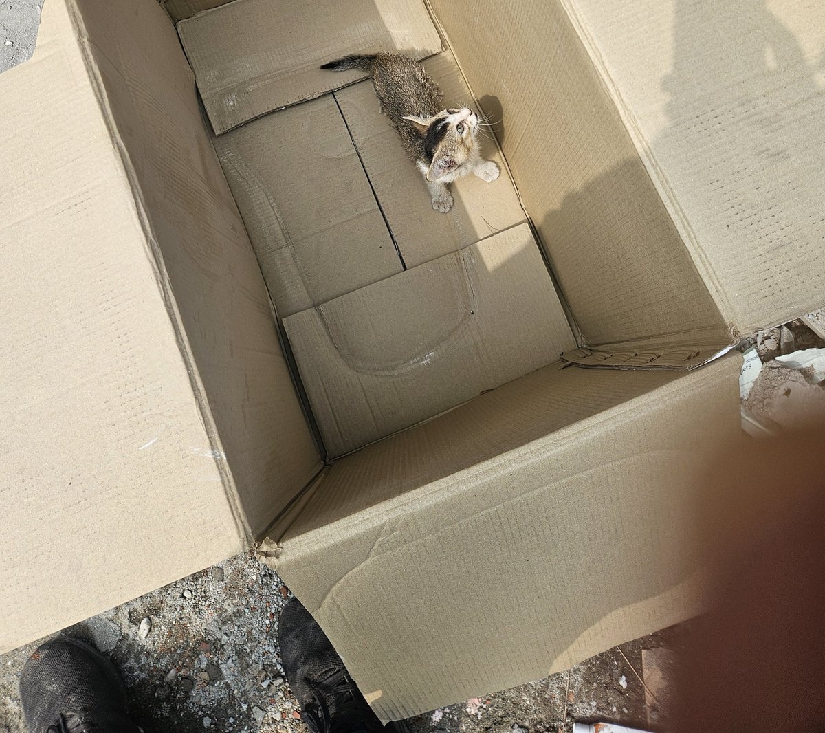 Dr Watson tweet media