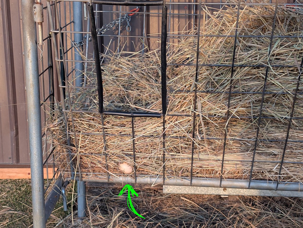 DocBohn's tweet image. Normal #chickens.
Is that too much to ask for?