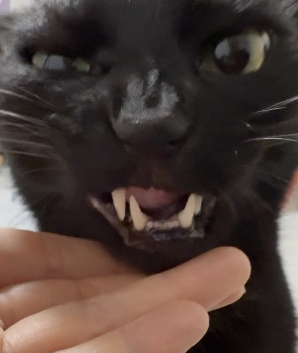 うおおお tweet media