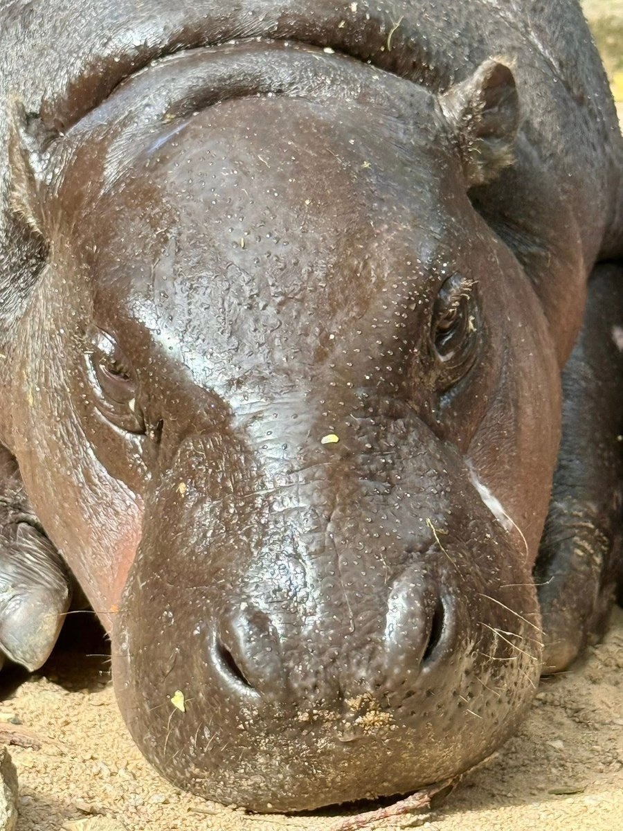 Khamoo.andthegang tweet media