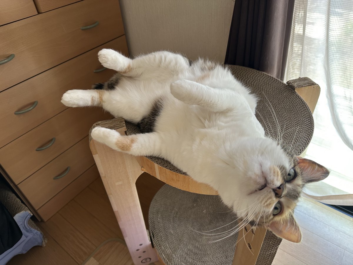 CLMppclm's tweet photo. おねこさま https://t.co/TGCAXFlbLm