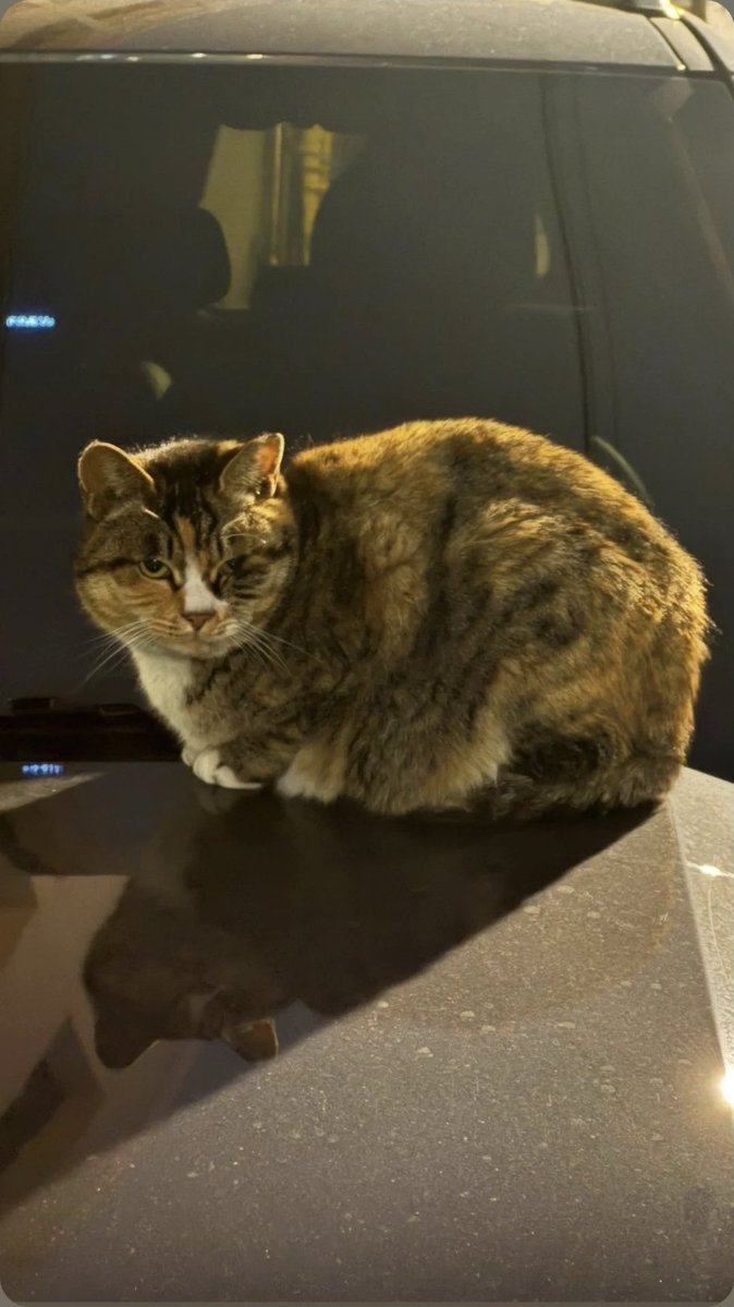 이 오빠 고양이를 너무 좋아하능거 아니냐구..🫥🖤💛