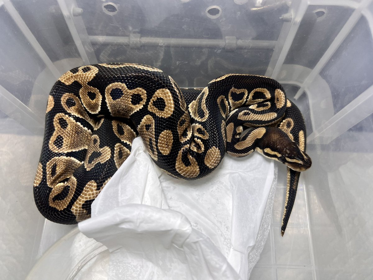 こたまる tweet media