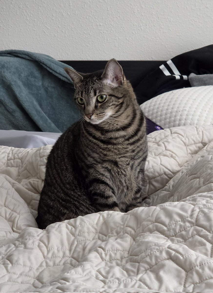 Jenownzz's tweet image. Went to get a new phone before my bday trip because my old phone was like 10 years old and kept dying at 60-70% battery. First thing I did was take pictures of my babies 💕