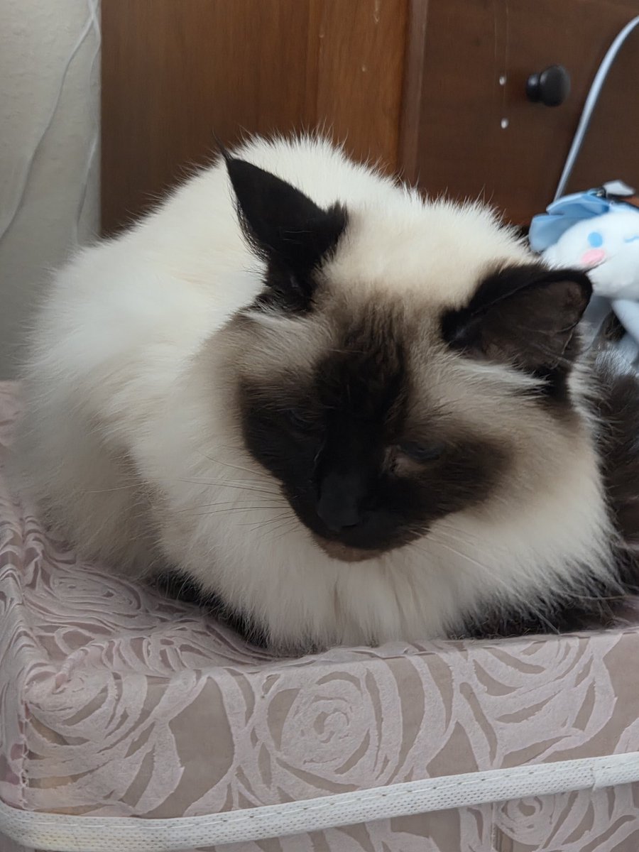 Jenownzz's tweet image. Went to get a new phone before my bday trip because my old phone was like 10 years old and kept dying at 60-70% battery. First thing I did was take pictures of my babies 💕