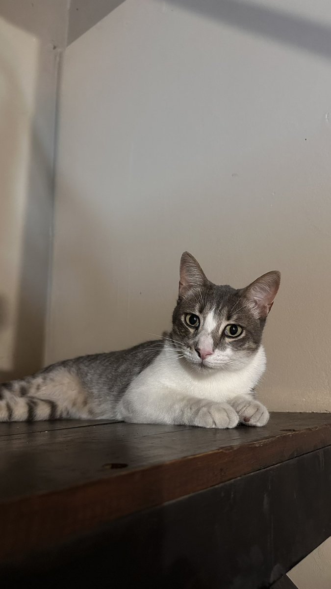 Eva Acotto🌙 tweet media