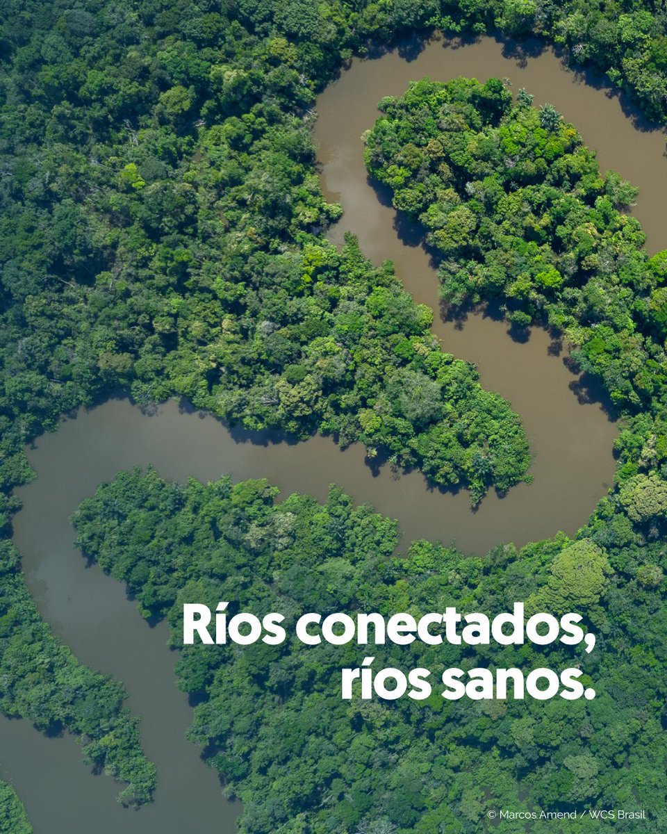 Aguas Amazónicas tweet media