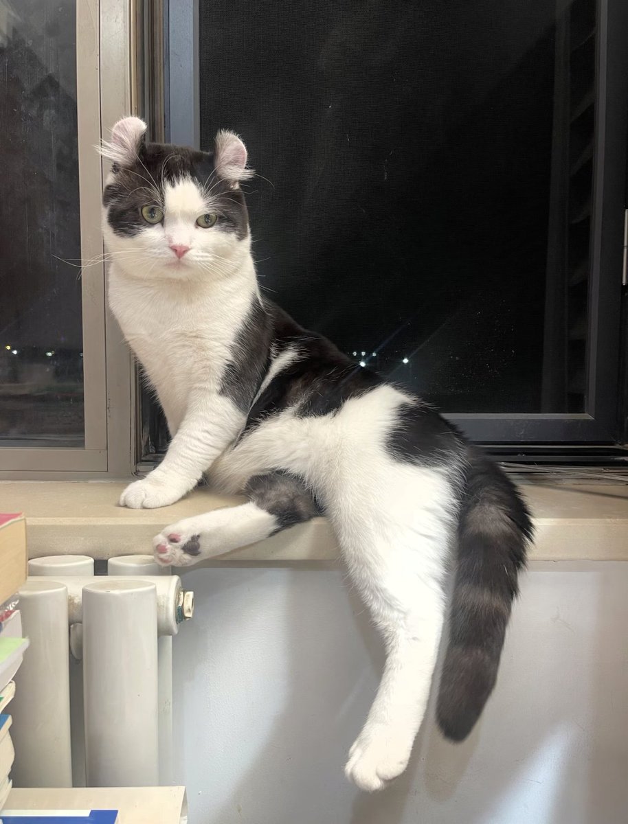 The pets only 🐾 tweet media