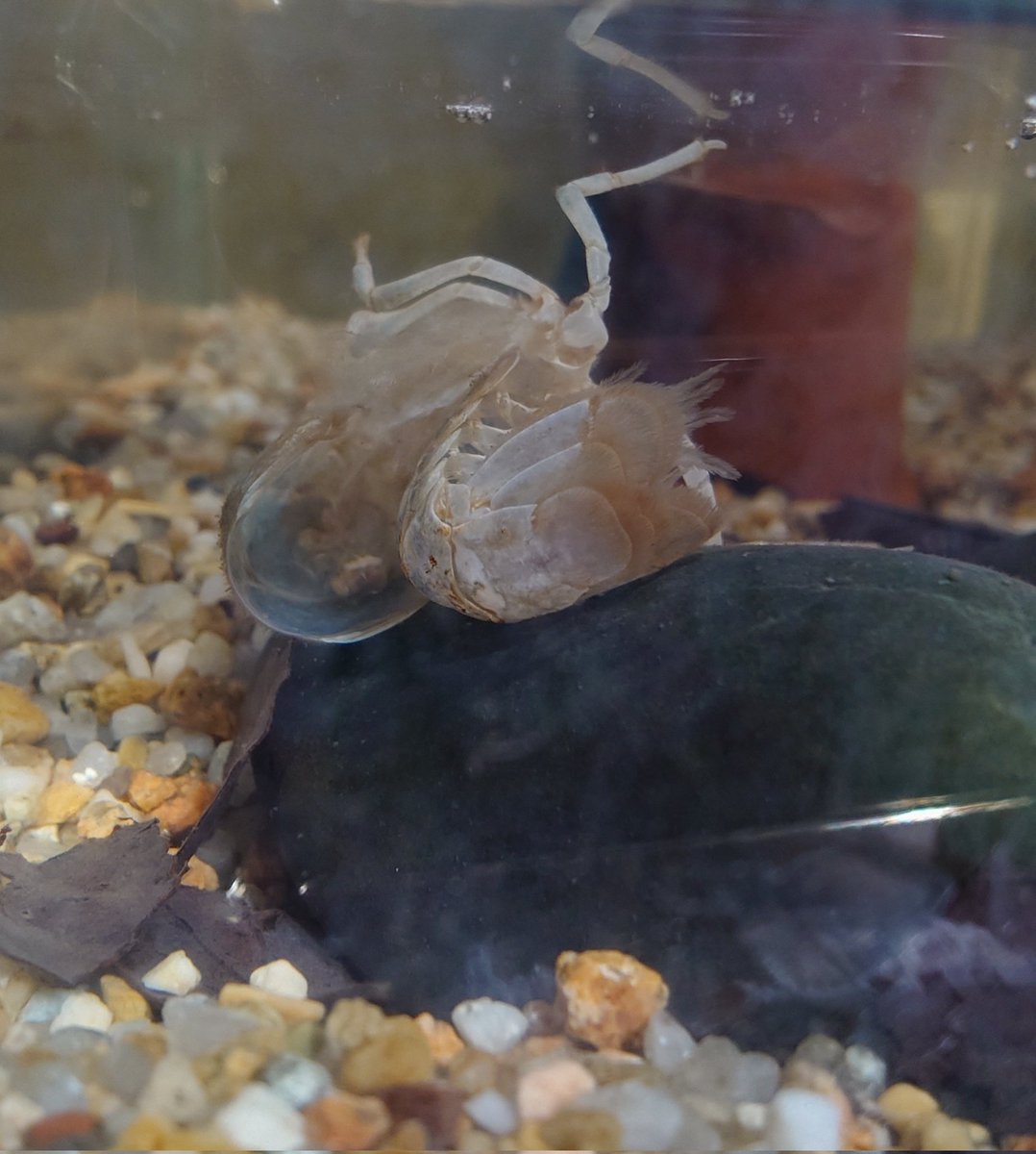 chikarin317's tweet photo. モナちゃんが脱皮した！！🦞 https://t.co/LesjmKRgt9