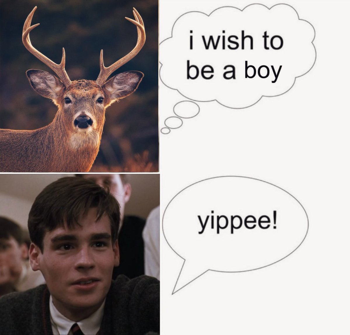 leyn 𑣲 tweet media